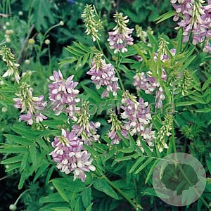 Galega officinalis GM P9