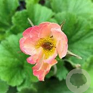 Geum rivale 'Mai Tai' GM P9