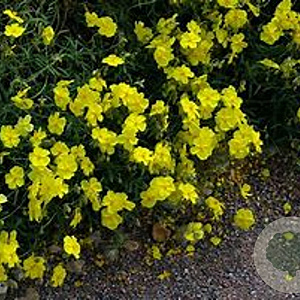 Helianthemum nummularium GM P9