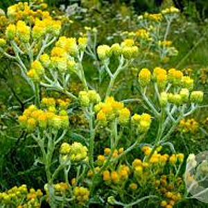 Helichrysum arenarium GM P9