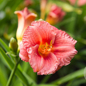 Hemerocallis 'Cosmopolitan' C1.5 wortelecht