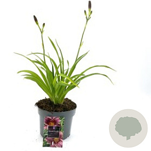 Hemerocallis 'Little Missy' C1.5 wortelecht