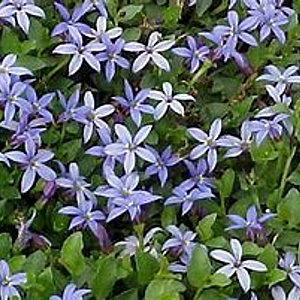 Isotoma fluvatilis 'Dark Blue' GM P9