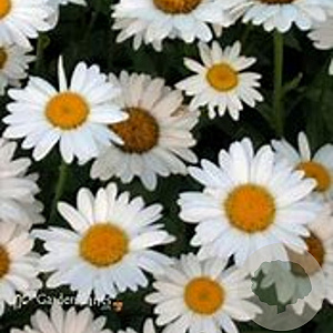 Leucanthemum (S) 'Becky' GM 2,0L