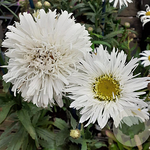 Leucanthemum 'Sante' GM P9