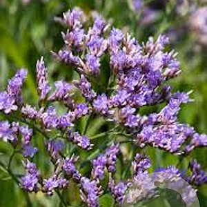 Limonium vulgare GM P9