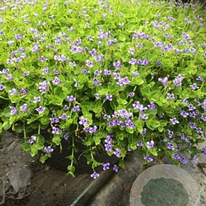 Lindernia grandiflora GM P9