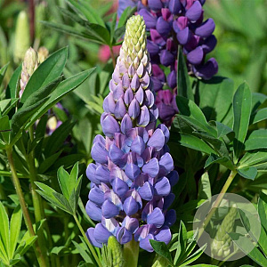 Lupinus polyphyllus 'Legendary Blue Shades' GM P9
