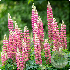 Lupinus polyphyllus 'Legendary Rose Shades' GM P9