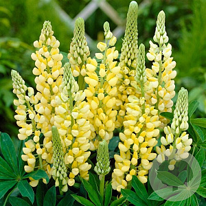 Lupinus polyphyllus 'Legendary Yellow Shades' GM P9