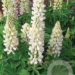 Lupinus polyphyllus 'White Shades' GM P9