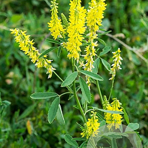 Melilotus officinalis GM P9