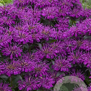 Monarda didyma 'Grape Gumball' GM P9