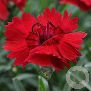 Dianthus 'Odessa Red' GM  P11