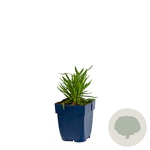 Dianthus Sunflor Orange Bling Bling GM  P11