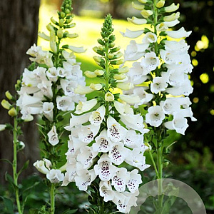 Digitalis purp. 'Dalmatian White' GM  P11