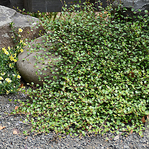 Muehlenbeckia axillaris 'Nana' GM P9