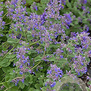 Nepeta cataria GM P9