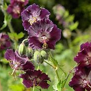 Geranium ph. 'Samobor' GM  P11