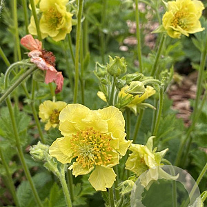 Geum 'Banana Daiquiri' GM P9