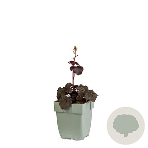 Heuchera 'Black Sea' GM  P11