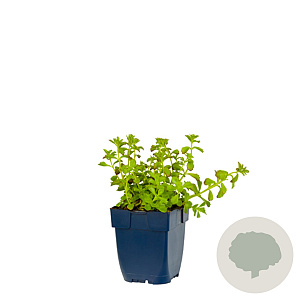 Sedum selskianum GM  P11