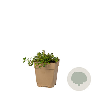 Thymus pulegioides GM  P11