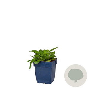 Gaillardia 'Red' GM  P11