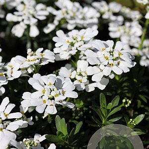 Iberis semp. 'Zwergschneeflocke' GM P9