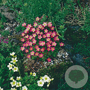 Saxifraga 'Pixie' GM P9