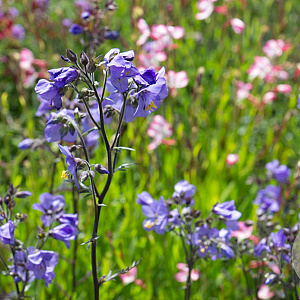 Polemonium yezoense 'Bressingham Purple' GM P9