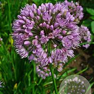 Allium lusitanicum GM P9