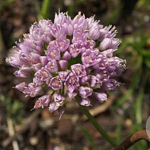 Allium 'Sugar Melt' GM P9