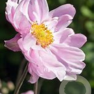 Anemone hyb. 'Mont-rose' GM P9