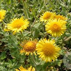 Pulicaria dysenterica GM P9