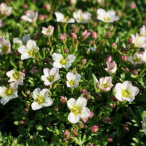 Saxifraga arendsii 'Ice Colours Appleblossom' GM P9
