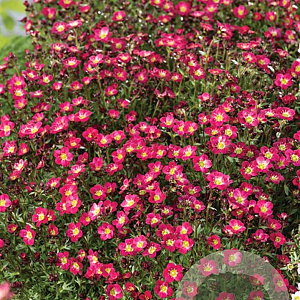 Saxifraga x arendsii 'Ice Colours Red' GM P9
