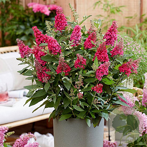 Buddleja Butterfly Red 25-30 cm 3,5L