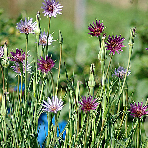 Tragopogon porrifolius GM P9