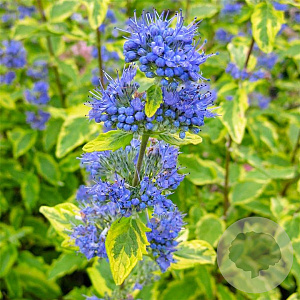 Caryopteris cland. 'Summer Sorbet' 25-30 cm 2,0L