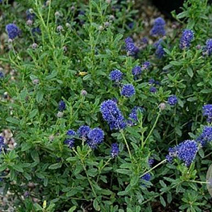 Ceanothus 'Edinburgh' 25-30 cm 3,5L