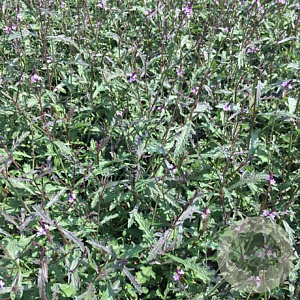 Verbena officinalis 'Bampton' GM P9