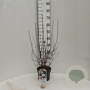 Deutzia scabra 'Codsall Pink' 30-40 cm 3,0L