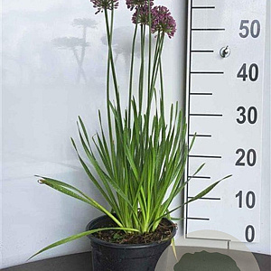 Allium 'Millenium' GM 2,0L