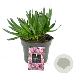 Allium 'Millenium' GM 2,0L
