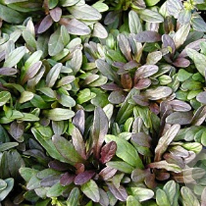 Ajuga tenorii 'Chocolate Chip' GM P9