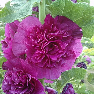 Alcea rosea 'Chater's Double Purple' GM P9