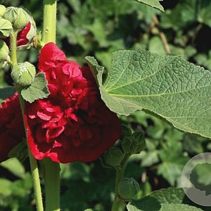 Alcea rosea 'Chater's Double Scarlet' GM P9