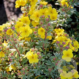Potentilla f. 'Sommerflor' 25-30 cm 2,0L