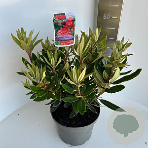 Rhododendron 'Vulcan's Flame' 30-40 cm 5,0L